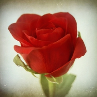 A Rose for Eric*s Girl Jennifer