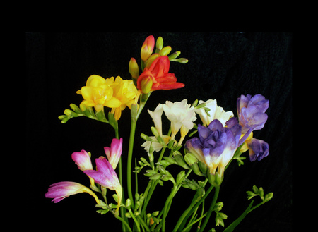 beautiful bouquet - flowers, beautiful, bouquet, still life