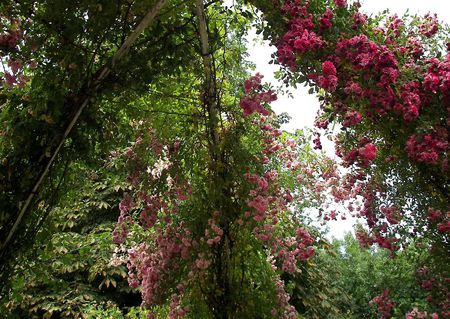 roses - arch, dortmund, deutschland, rose