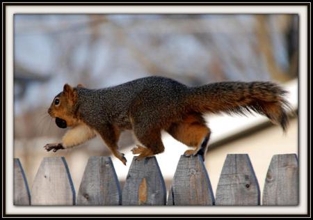 squirrel for Antonija - nature, fence, funny, squirrel