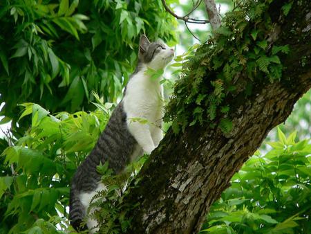 cat for Jasenka - nature, pet, tree, cat