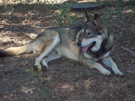 Beautiful Wolf - free, grey, cunning, wolf, beautiful, majestic, canine, dog