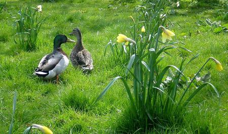 Ducks-family - flowers, nature, grass, ducks, animals, family