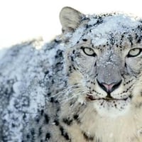 Snow-Leopard