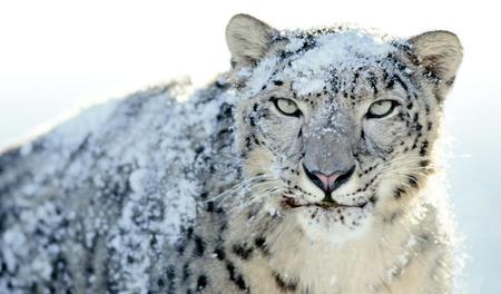 Snow-Leopard - leopard, animals, eyes, snow