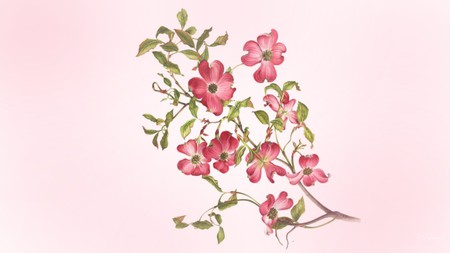 Dogwood Art - flowers, summer, blossom, dogwood, spring, firefox persona, pink, tree