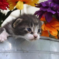 spring kitten