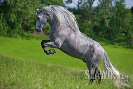 Cherished Freedom - horses, spanish, grey, green, meadow, andalusian