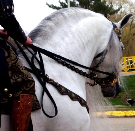 Tamed - horses, spanish, grey, andalusian, reins