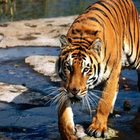 Clean Tiger