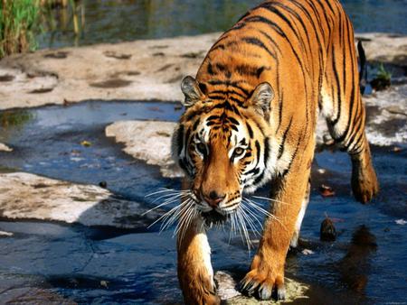 Clean Tiger - clean, cat, animals, river, tiger