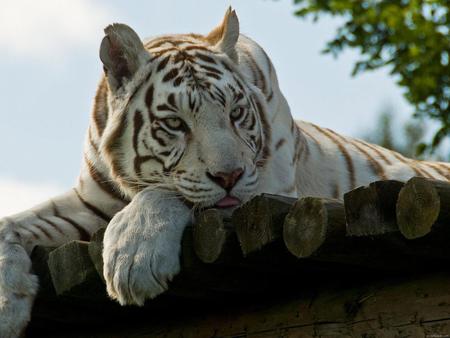 Sad White Tiger - white, sad, rock, roofing, tiger