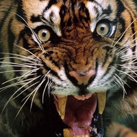 Grin of a Tiger