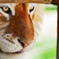 Meditative Tiger