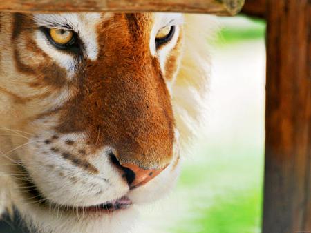 Meditative Tiger - head, fierce, colt, face, tiger, meditative