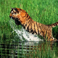 Tiger Fished