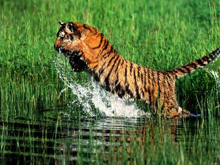 Tiger Fished - water, fish, jump, tiger, fished