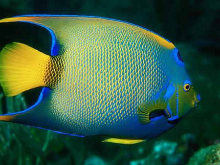 Underwater - oceans, blue, water, green, fish, underwater