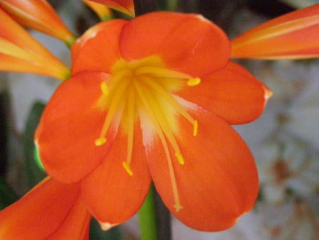 orange spring - orange, beauty, flower, little