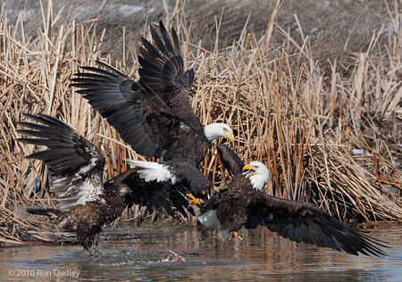 American Symbols Fighting - birds, water, grass, eagles, other