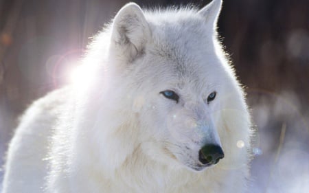 White  Wolf