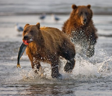 The Chase - hunter, animal photography, brown bears, bear, river, nature, fish, animals, wildlife