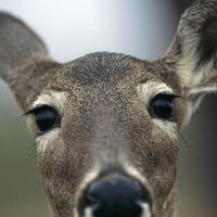 Close Up Deer