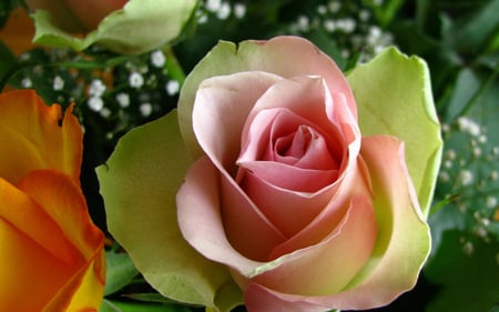 For all my dear friends in DN - nature, love, rose, flower