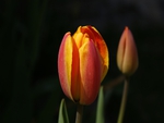 Tulip