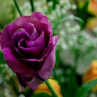 Purple rose