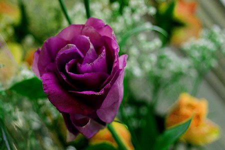 Purple rose - rose, flower, nature, purple