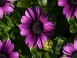 Purple gerbera