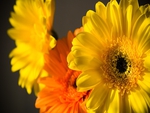 Yellow gerbera