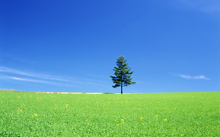 Green and blue - field, tree, nature, grass