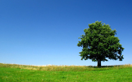 Alone tree - field, tree, nature, green, grass