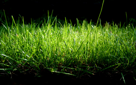 Grass - nature, green, field, grass