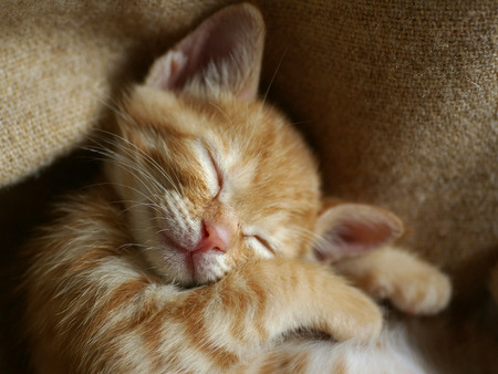 Sweet dreamer - sleep, mammal, cat, nap, feline, animal, sweet, kitten