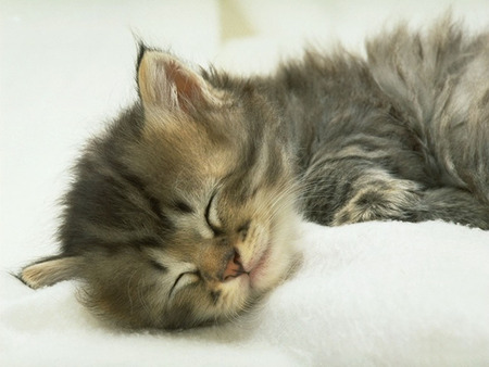 I am very tired!! - animal, sleep, kitten, feline, nap, mammal, sweet, cat