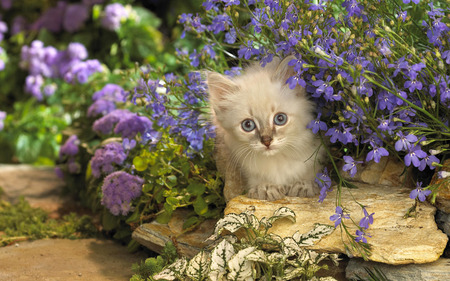 Cat in garden - mammal, cat, feline, animal, sweet, garden, flower, kitten