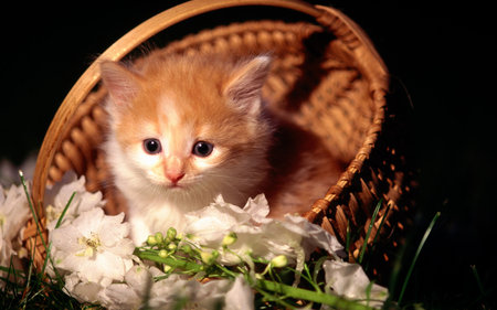 Cat with basket of flowers - basket, animal, sleep, kitten, feline, nap, flower, cat