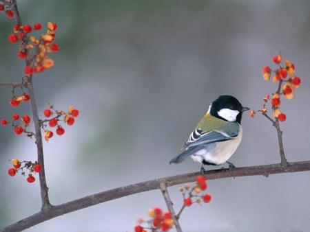 Sweet little bird - fly, animal, nature, bird