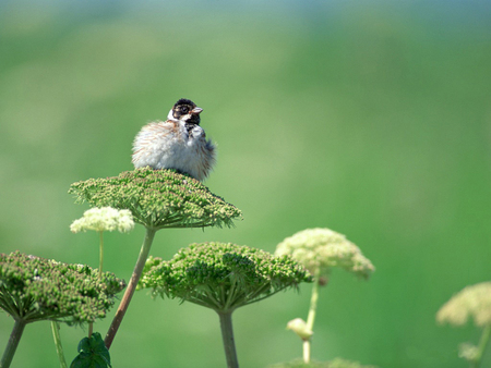 Little bird - fly, animal, bird, nature, green