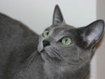 Russian blue