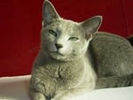 Russian blue