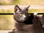 Russian blue