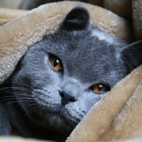 Grey russian blue cat