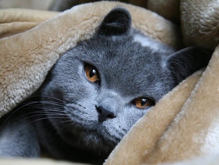 Grey russian blue cat - grey, animal, kitten, russian blue, breed, sweet, cat