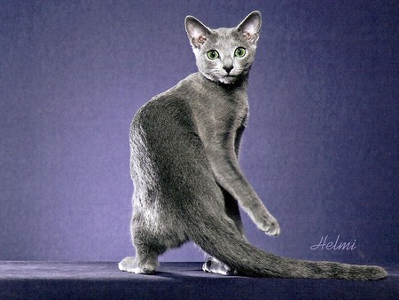 Russian blue - russian blue, breed, cat, animal, sweet, kitten