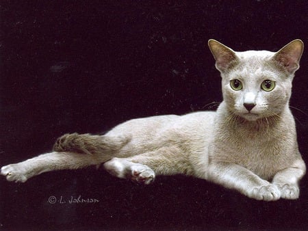 Russian blue - animal, kitten, russian blue, breed, sweet, cat