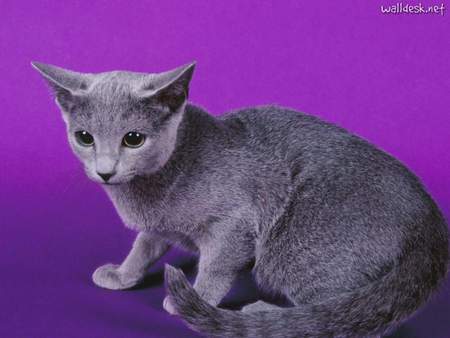 Baby russian blue - animal, kitten, cat, russian blue, sweet, breed